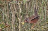 20211112_Provencaalse Grasmus_Hondsbosche Zeewering_03